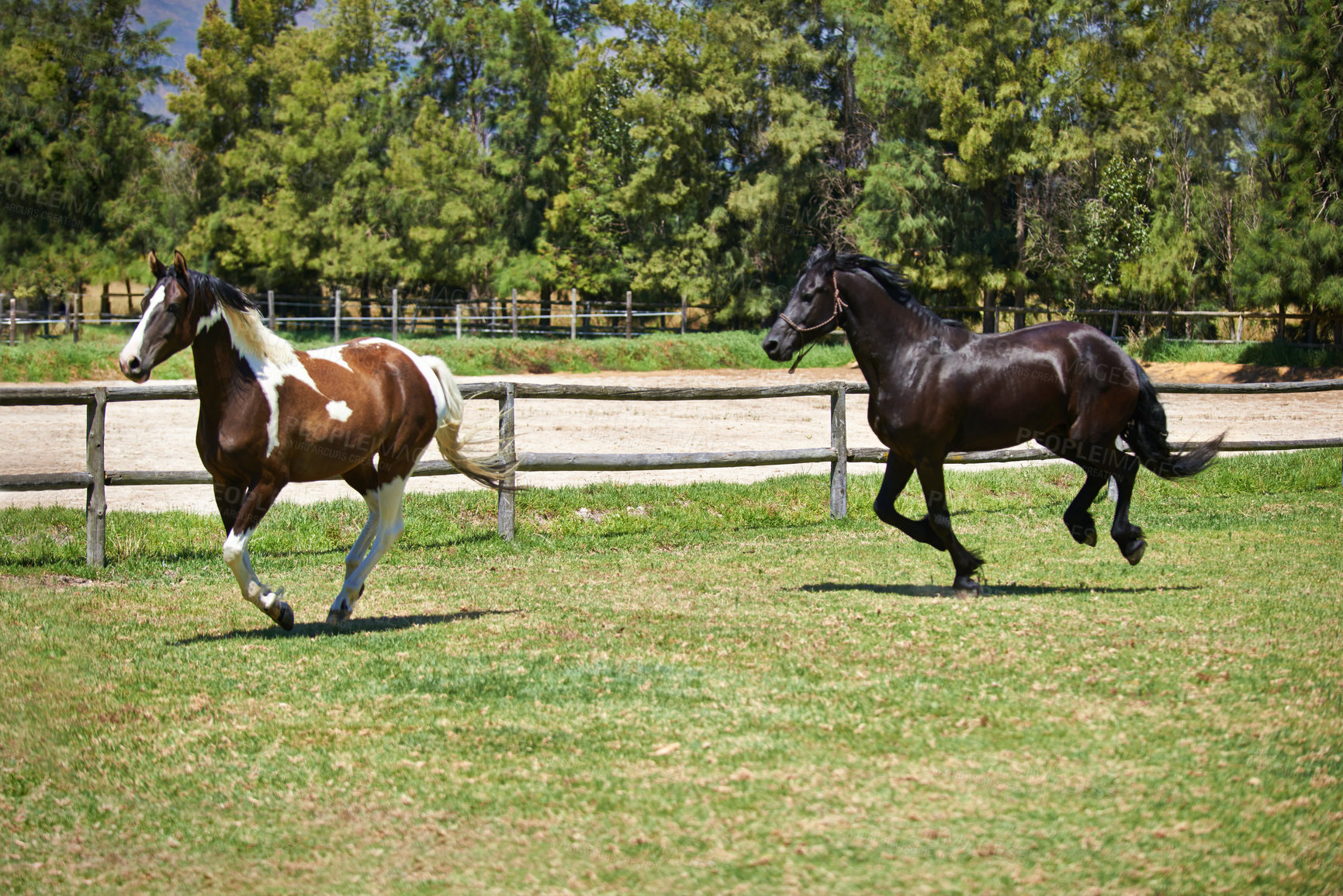 Buy stock photo Freedom, ranch and horses running in field with trees, sunshine and natural landscape. Farming, nature and equestrian animals on green grass in countryside with energy, power or wildlife conservation