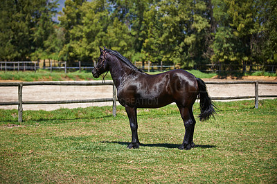 Buy stock photo Horse, farm and stallion on grass with healthy development of animal in Texas for agriculture or equestrian. Mustang, pony and thoroughbred pet in summer, field at ranch and walk on land in nature