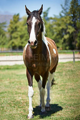 Buy stock photo Shot of a patched horse standing in a field on a ranch