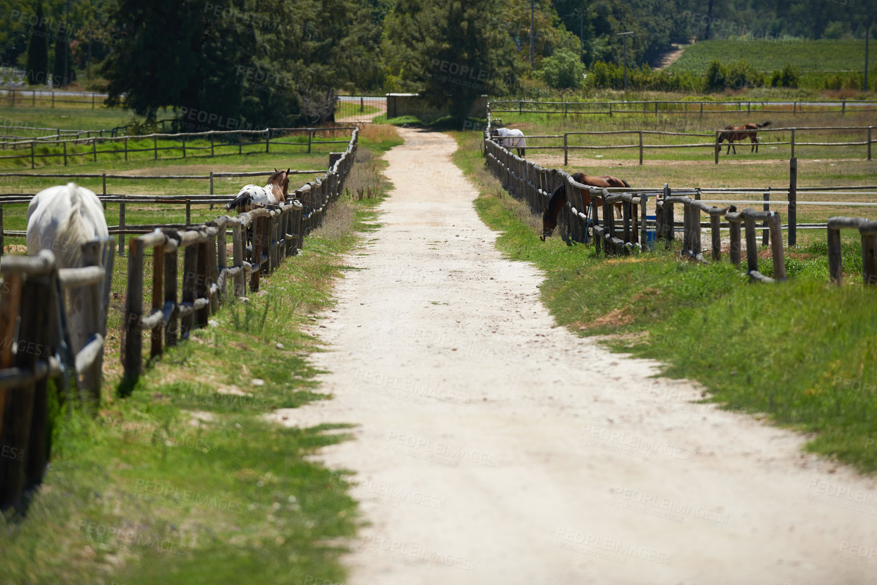 Buy stock photo Farm, horse and ranch with dirt road in nature, eating grass and rural area in country side for agriculture production. Fresh air or animals for peace and ecology study in organic environment