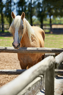 Buy stock photo Horse, farm and portrait of mare at fence with healthy development of animal for agriculture or equestrian. Colt, pony and purebred pet in summer, field at ranch and relax outdoor in Texas nature