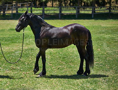 Buy stock photo Horse, farm and stallion on grass with healthy development of animal in Texas for agriculture or equestrian. Mustang, pony and thoroughbred pet in summer, field at ranch and walk on land in nature