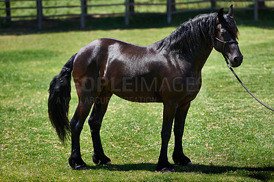Buy stock photo Shot of a dark bay horse in a head collar standing in a field