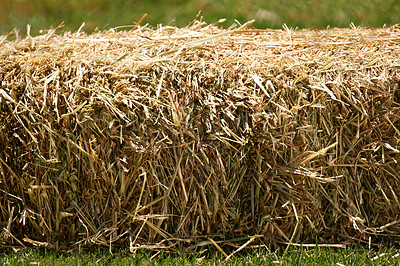 Buy stock photo Agriculture, feed and hay in meadow field, ranch and natural sustainability farming in Texas. Grass, nature and closeup in countryside, wheat bales and farm land in USA for animal grain food harvest