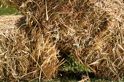 Buy stock photo Closeup, hay and ranch in outdoor field, feed and natural sustainability farming in Texas. Grass, nature and agriculture in countryside, wheat bales and farm land in USA for animal grain food harvest