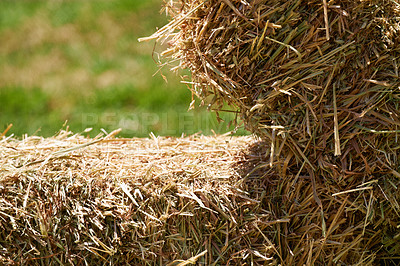 Buy stock photo Agriculture, grass and hay on farm wheat, crop and harvest closeup in summer or autumn. Countryside, nature and green on field environment for livestock, land and grain in outdoor or farmland