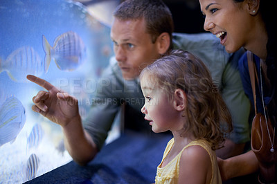Buy stock photo Family, aquarium and girl looking at fish for learning, curiosity and knowledge, education and bonding. Mother, oceanarium and happy child with father watching marine life underwater in fishtank.