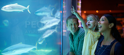 Buy stock photo Family, aquarium and girl pointing at fish for learning, curiosity or education, bonding or care. Mother, fishtank and happy kid with father watching marine animals swim underwater in oceanarium.