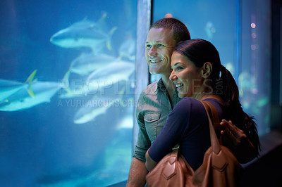 Buy stock photo Shot of a young couple looking at the fish in an aquarium