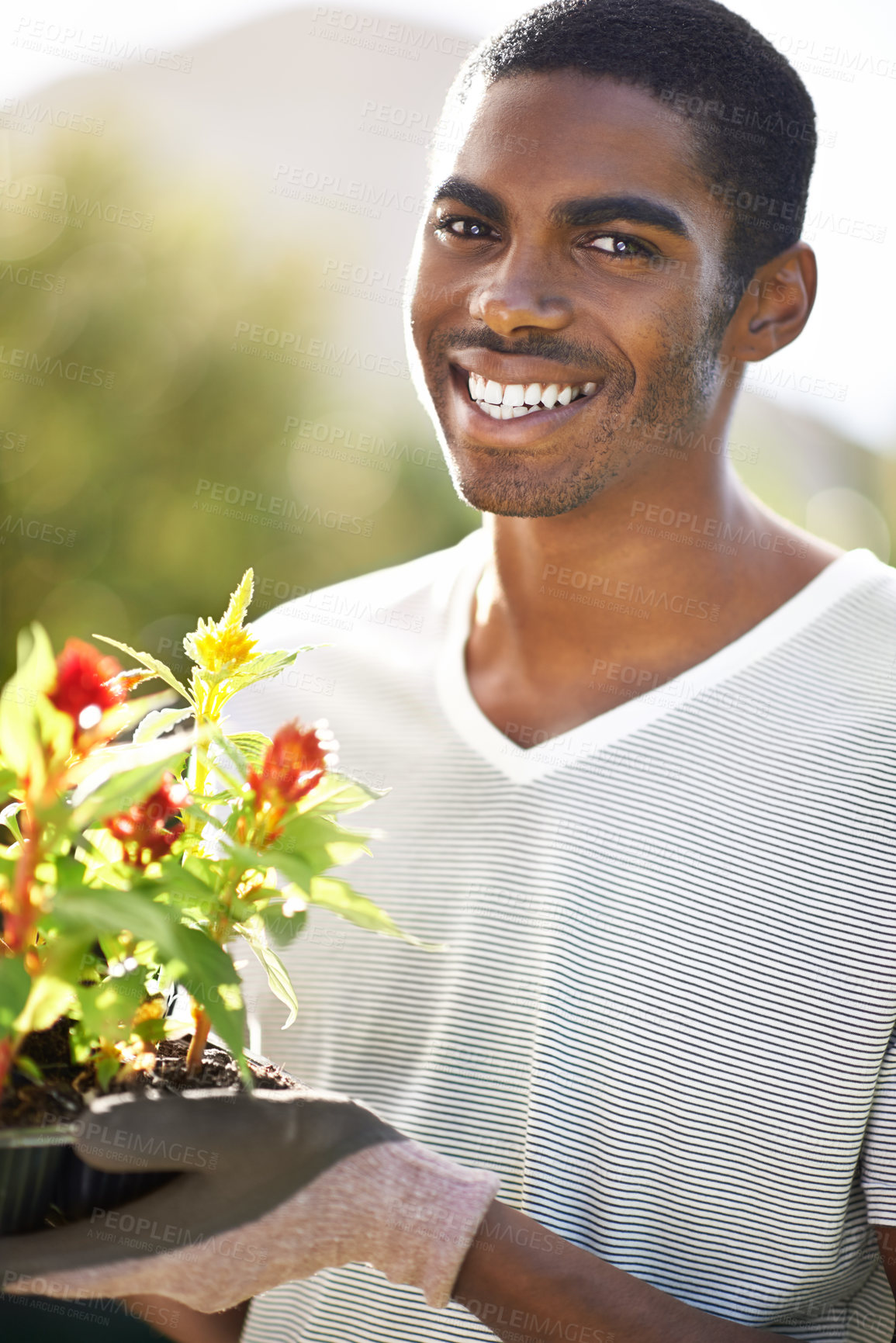 Buy stock photo Portrait, smile and planting flowers with black man in garden of home for summer landscaping. Face, nature and gardening with happy young person outdoor in backyard for growth or green cultivation