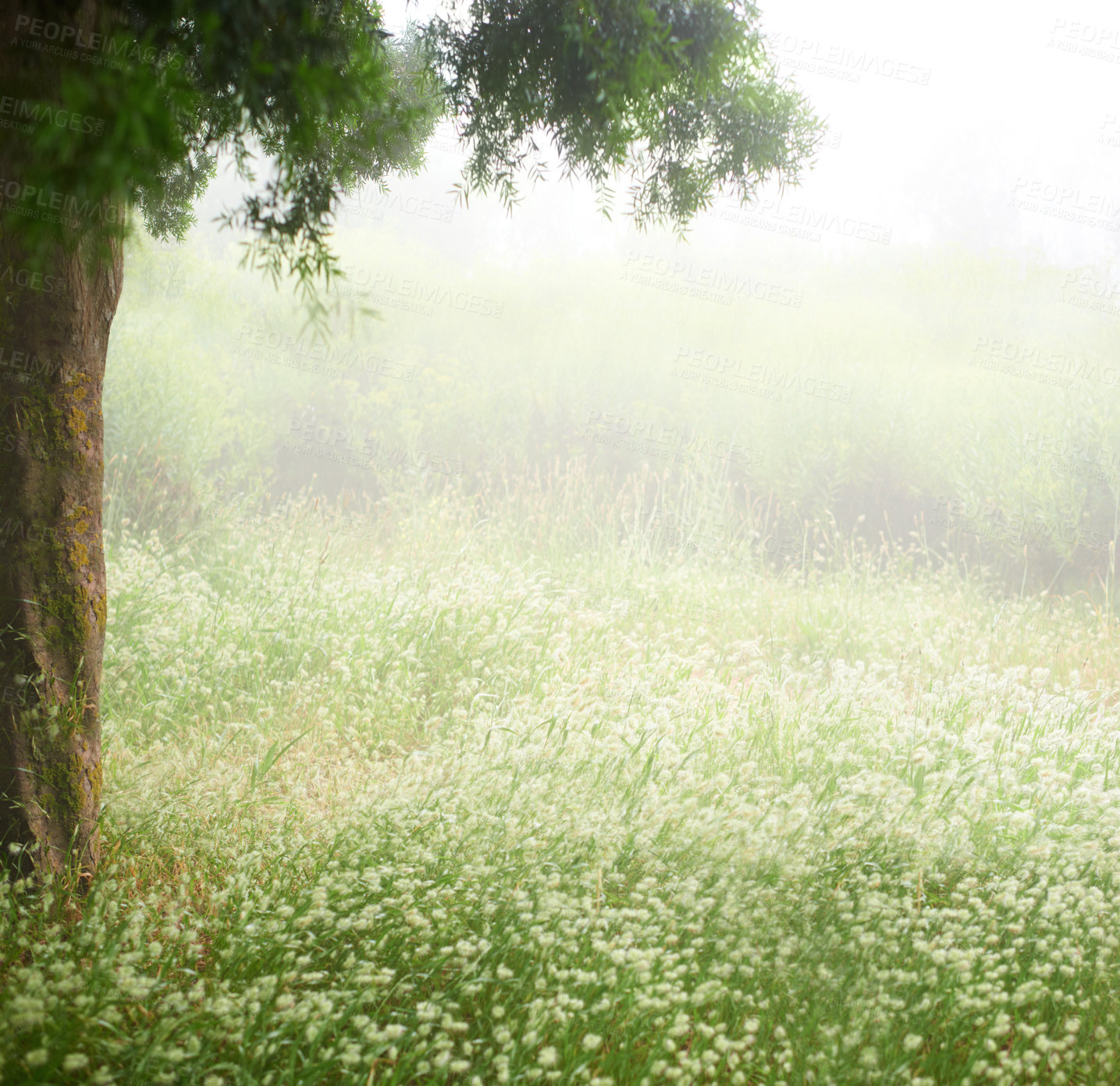 Buy stock photo Grass, trees and forest with rain, peace and freedom in nature, tranquility or break outdoor. Jungle, storm and fog for travel, explore or earth day, sustainability and serenity or eco discovery 