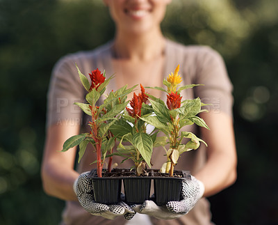 Buy stock photo Gardening, plants and person with tray in hands outdoor in backyard with growth in spring environment. Flowers, seedlings and happy gardener planting with gloves and leaves sprout in container or pot