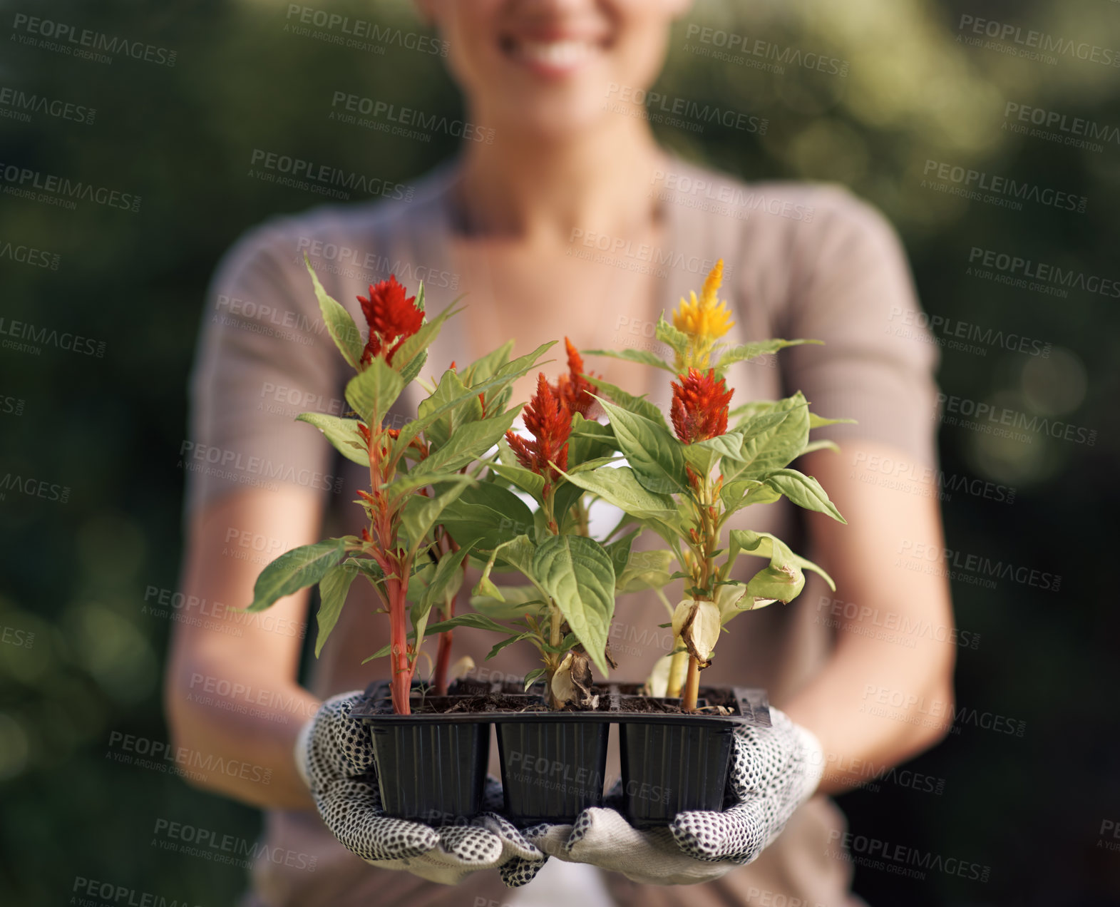 Buy stock photo Gardening, plants and person with tray in hands outdoor in backyard with growth in spring environment. Flowers, seedlings and happy gardener planting with gloves and leaves sprout in container or pot