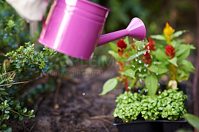 Buy stock photo Cropped shot woman watering flowers in her garden