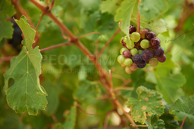 Buy stock photo Grapes, leaves and vineyard for agriculture, sustainable and wine industry on farm in South Africa. Fruit, plant and organic for eco friendly, winery and production for sustainability and environment