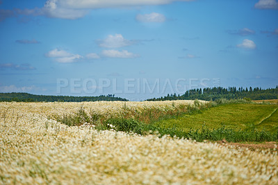Buy stock photo Sky, fields and environment with countryside for flowers, agro farming and plant growth in nature. Background, travel and landscape of meadow horizon, lawn or natural pasture for grass and ecology