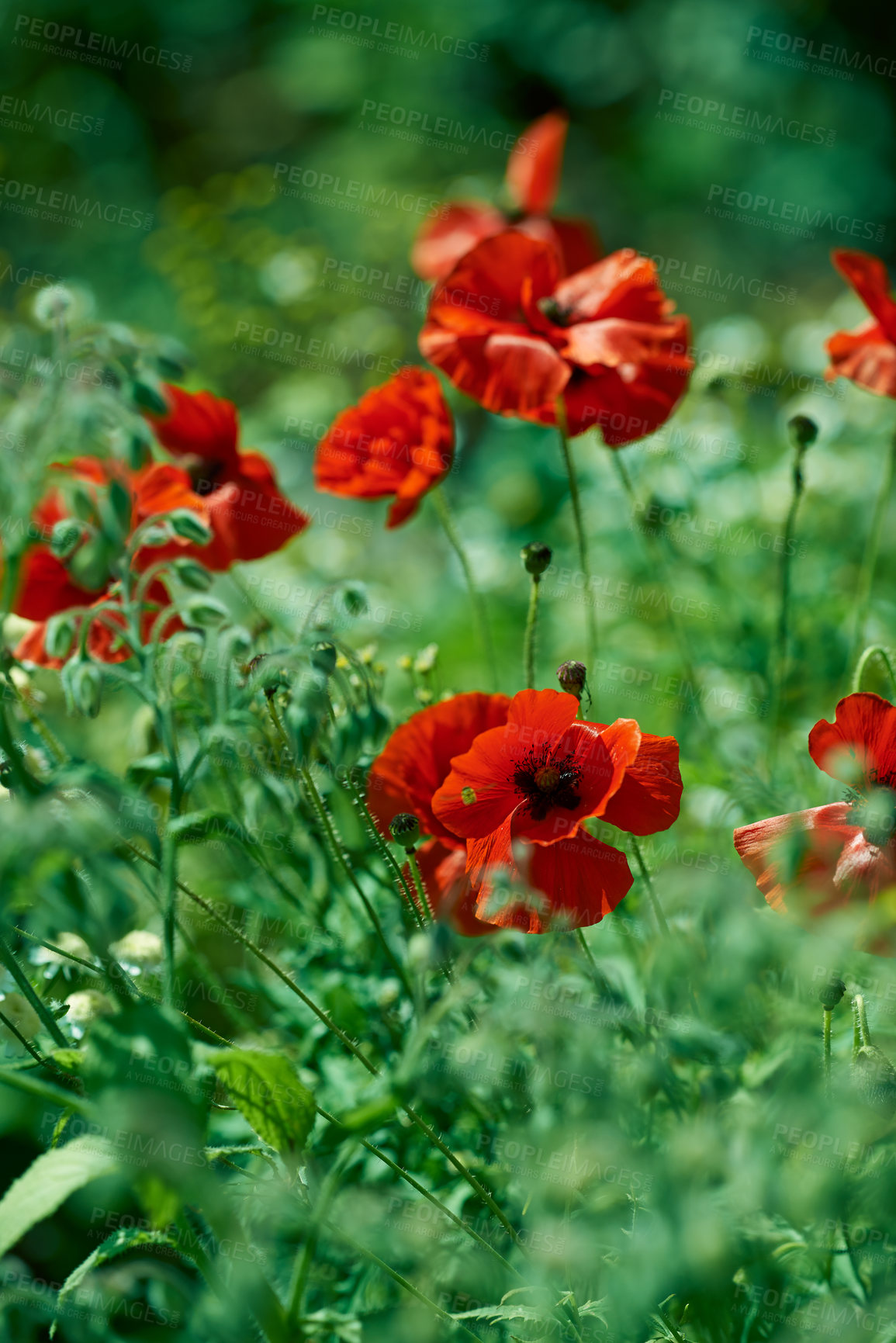 Buy stock photo Nature, spring and poppies in calm field with natural landscape, morning blossom and floral zen. Growth, peace and red flower bush with green backyard garden, countryside and sustainable environment.