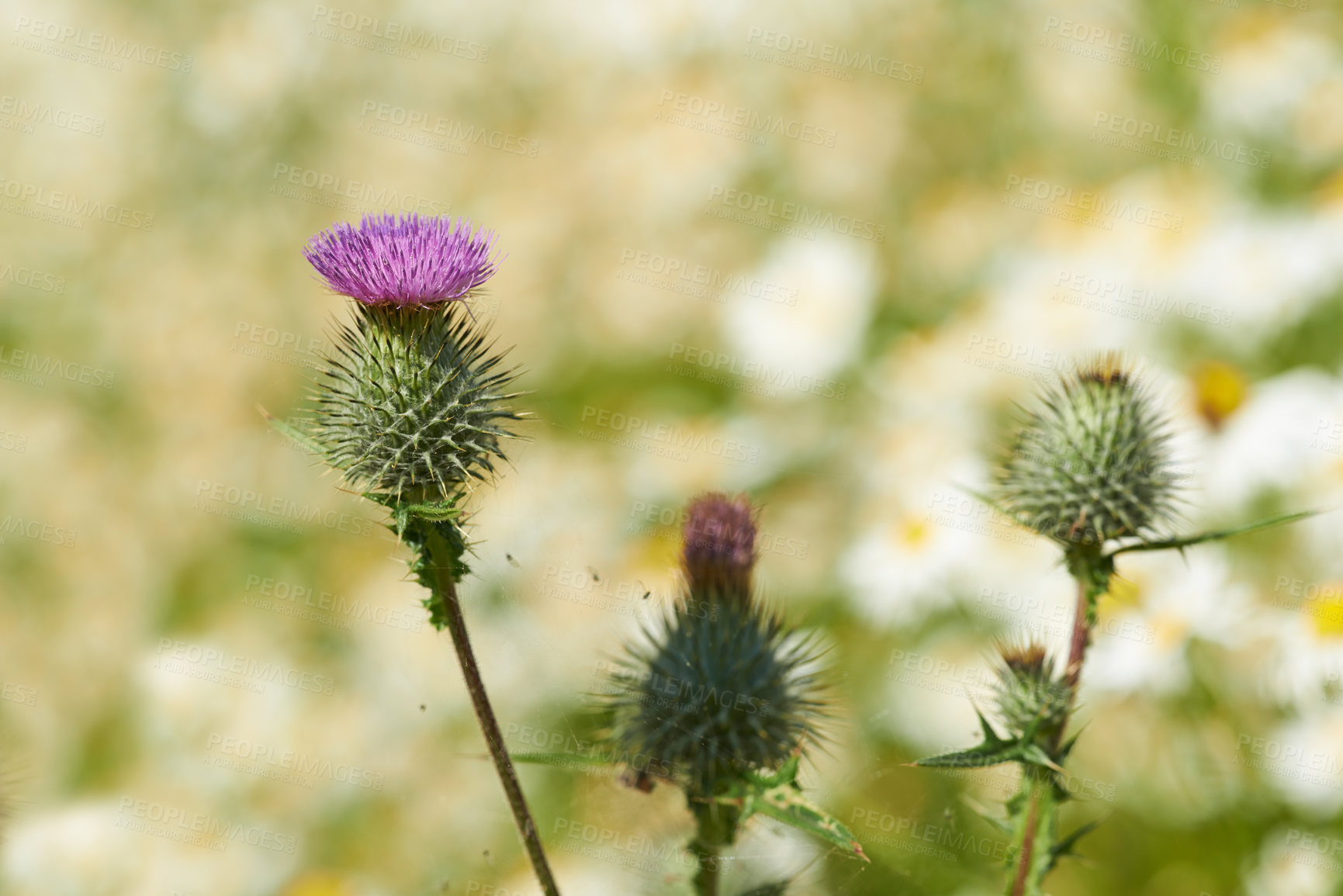 Buy stock photo Closeup, flower and bokeh for nature, vegetation or landscape of beauty, countryside or environment. Spear thistle, cirsium vulgare or weed as thorn bulb for ecology, botany or gardening in spring