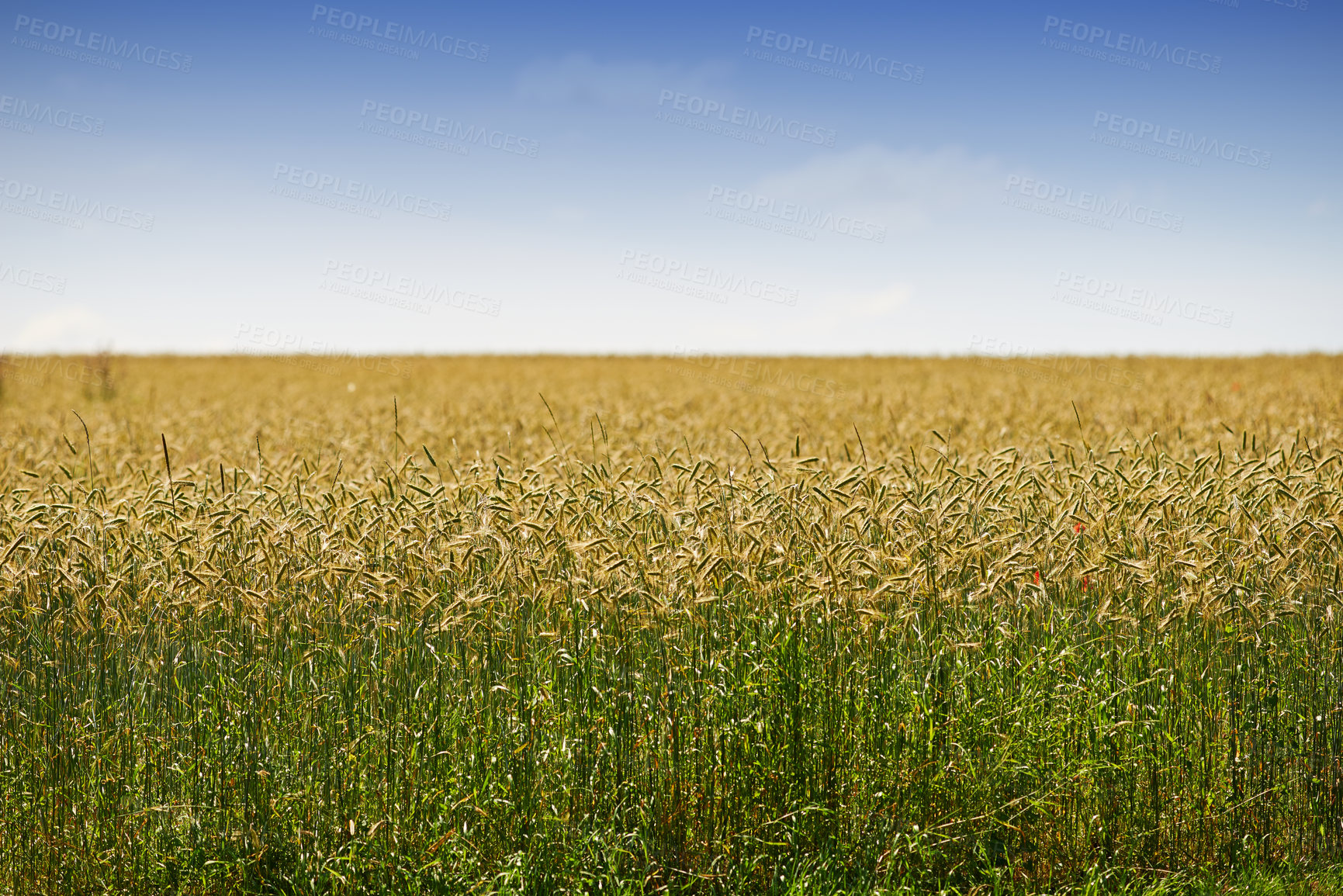Buy stock photo Mockup, wheat field and landscape of sky for countryside farming or eco friendly background. Sustainability, plant growth and gold grass or grain development on empty farm for agriculture or nature