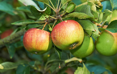 Buy stock photo Environment, agriculture and farm with apple on tree for sustainability, health and growth. Plants, nature and nutrition with ripe fruit on branch for harvesting, farming and horticulture