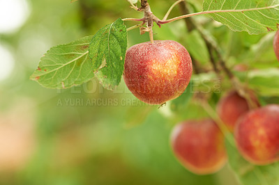 Buy stock photo Red apples, orchard and farm for agriculture, summer season and garden for countryside tree and plant. Fruit, nature and leaf in outdoor, environment and nutrition for healthy diet in organic harvest