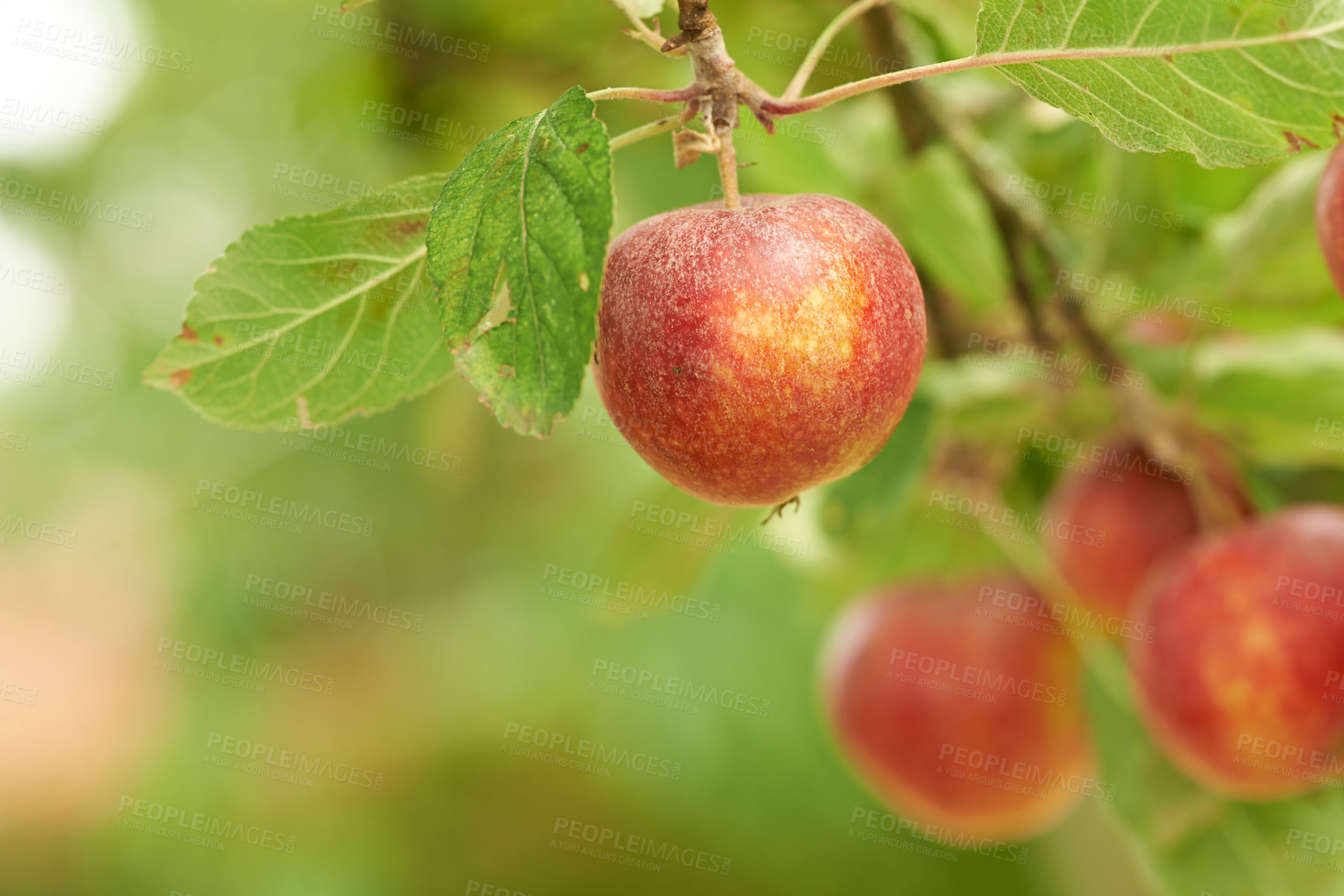 Buy stock photo Red apples, orchard and farm for agriculture, summer season and garden for countryside tree and plant. Fruit, nature and leaf in outdoor, environment and nutrition for healthy diet in organic harvest