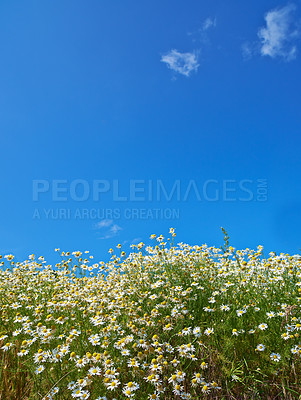 Buy stock photo Chamomile, space or sky with field for flowers, plants or sustainable growth in environment. Background, outdoor or landscape of mockup for grass, lawn or natural pasture for white daisies or ecology