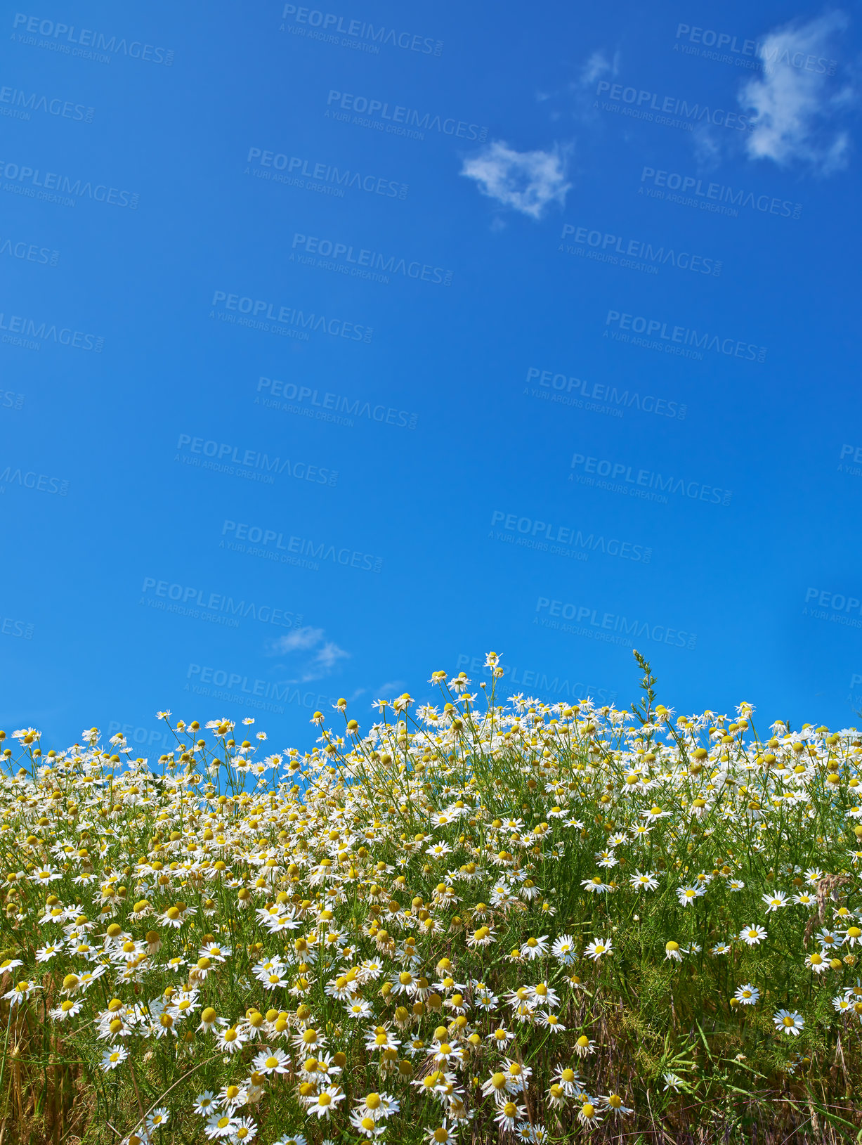 Buy stock photo Chamomile, space or sky with field for flowers, plants or sustainable growth in environment. Background, outdoor or landscape of mockup for grass, lawn or natural pasture for white daisies or ecology