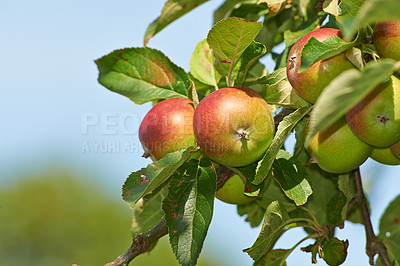 Buy stock photo Space, agriculture and farm with apple on tree for sustainability, ecology and growth. Plants, environment and fruits on branch for harvesting, farming and horticulture in summer garden with mockup