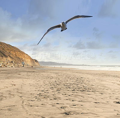Buy stock photo Flight, beach and seagull with blue sky, sand and freedom for animals in migration or travel in air. Nature, wings and bird flying with calm clouds, ocean and tropical landscape with summer wildlife.