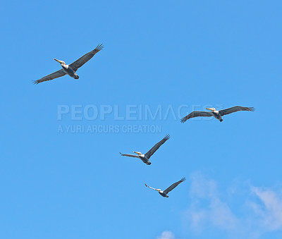 Buy stock photo Flight, freedom and group of birds on blue sky together, animals migration and travel in air. Nature, wings and flock flying in formation with calm clouds, tropical summer and wildlife with feathers