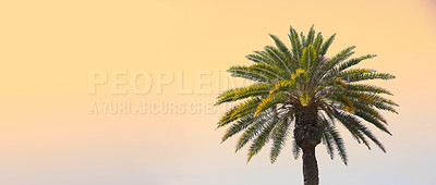 Buy stock photo Palm tree, nature and sky sunset in summer environment or peaceful holiday in Maldives, tropical destination or vacation. Plants, branches and mockup space outdoor or calm traveling, evening or relax