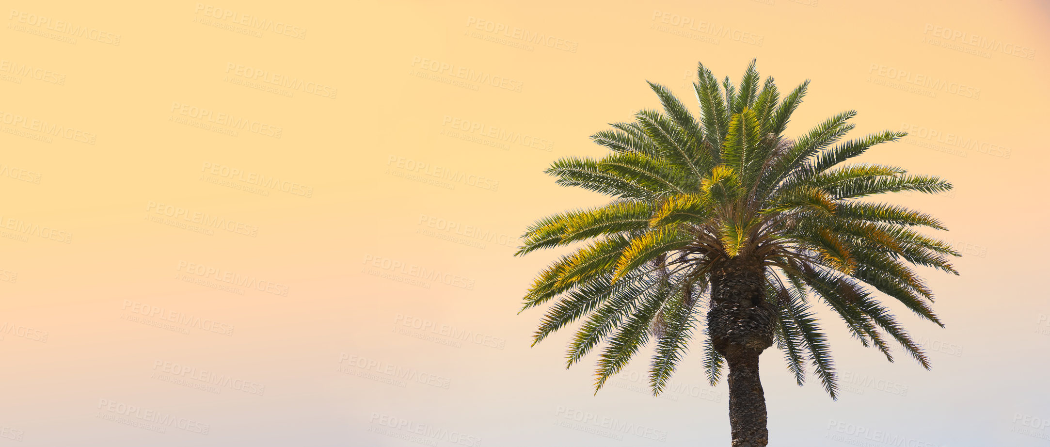 Buy stock photo Palm tree, nature and sky sunset in summer environment or peaceful holiday in Maldives, tropical destination or vacation. Plants, branches and mockup space outdoor or calm traveling, evening or relax