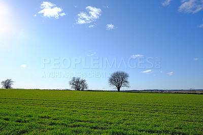 Buy stock photo Blue sky, field or landscape of countryside with grass, agro farming or plant growth in nature. Background, travel or environment with horizon, lawn or natural pasture for meadow, crops or ecology