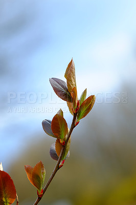 Buy stock photo A photo of Spring bud