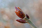 A photo of Chestnut bud closeup