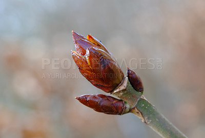 Buy stock photo Closeup of a Horse Chestnut plant growing in a forest with a  blurred background and copyspace. Swollen head of a Yellow Buckeye sprout in the woods with copy space. Brown bud in a garden or park 