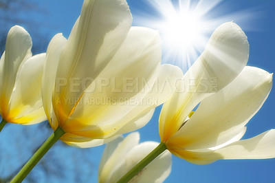 Buy stock photo Flower, tulips and ecology in outdoors for sustainability, horticulture and blue sky for sunshine. Plants, petals and growth in nature of countryside, ecosystem and botany for environment on travel