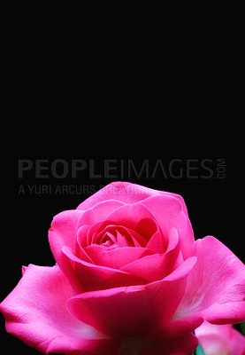 Buy stock photo Rose, flower and romance in studio for valentines day, sustainability and black background. Plant, petals and mockup space for nature, bloom and celebration of love for anniversary and decoration