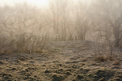 Buy stock photo Winter, landscape and climate with snow in forest on frozen morning for weather or cold season. Earth, nature and trees in wood for conservation of misty ecosystem, environment or natural habitat