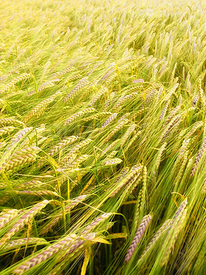 Buy stock photo Wheat, farm and growth in field with plants, leaves or green grain in production for agriculture. Sustainable, farming and crop of organic food, grass and outdoor in summer, nature or pasture