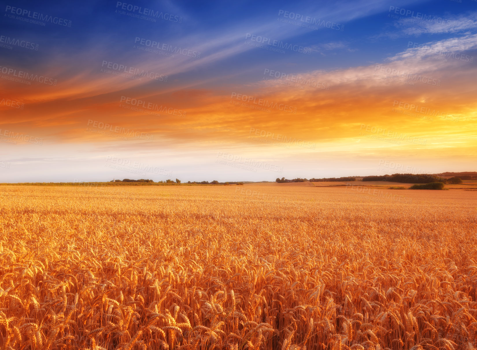 Buy stock photo Landscape, sunset and nature with wheat field, sky and environment for travel in countryside. Plant, grain and crops with horizon for natural background, sun and agriculture for sustainability