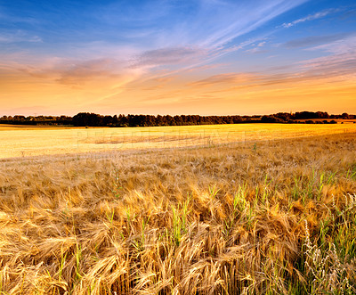 Buy stock photo Landscape, agriculture and nature with wheat field, sky and environment for travel in countryside. Plant, grain and crops with horizon for natural background, sun and farming land for sustainability