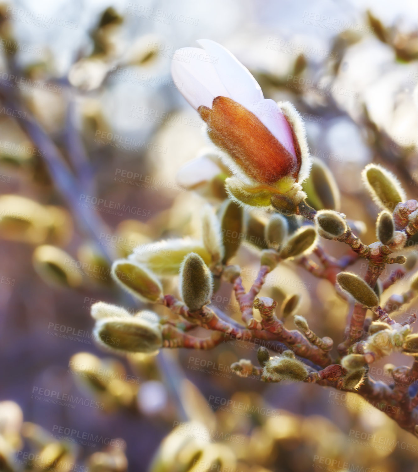 Buy stock photo Closeup of pink Magnolia flower growing in nature with copyspace. Zoom on pretty flowers with copy space and a blurry background. One flower with buds that blooms into pink, white or purple flowers