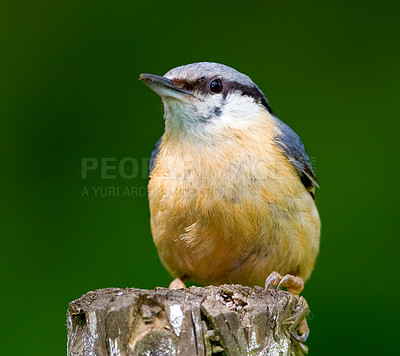 Buy stock photo Eurasian nuthatch, nature and tree with bird, balance and feather for rest with macro photograph. Garden, summer and season with closeup, wildlife and ecosystem isolated on branch in environment