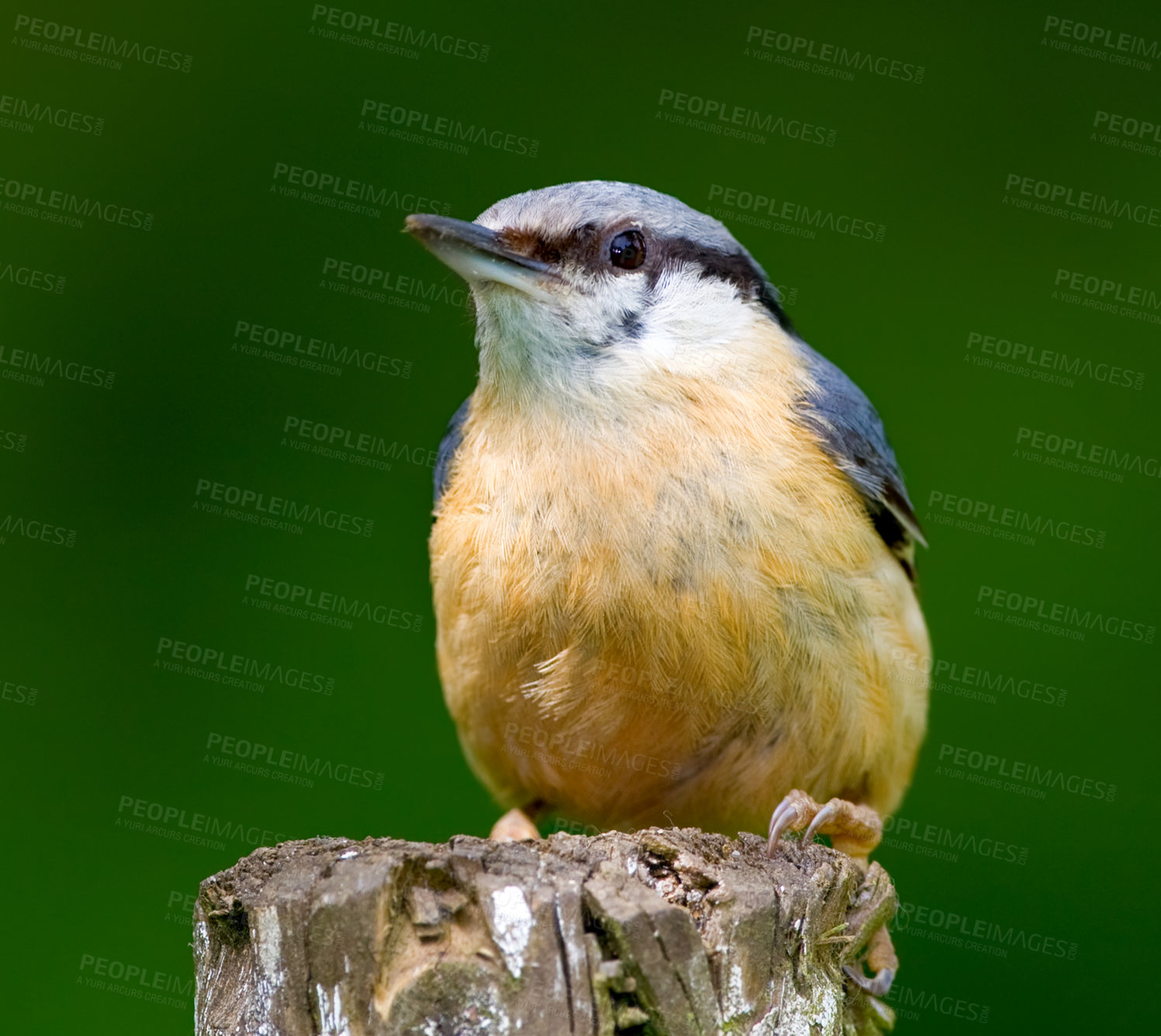 Buy stock photo Eurasian nuthatch, nature and tree with bird, balance and feather for rest with macro photograph. Garden, summer and season with closeup, wildlife and ecosystem isolated on branch in environment