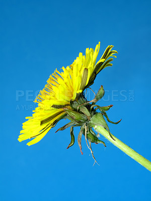 Buy stock photo Flower, dandelion and blue sky in nature in the countryside, environment and garden in summer. Leaves, plant and natural stem outdoor for growth, ecology and floral bloom on a background at park