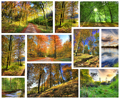 Buy stock photo Trees, nature and woods with sunshine, frames and environment with fresh air and ecology. Outdoor, grass or spring with season or forest with countryside or earth day with climate change or landscape