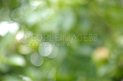 Buy stock photo Cropped closeup image of green leaves