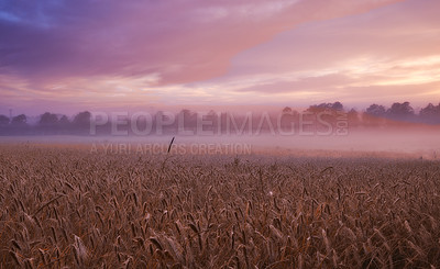 Buy stock photo Panorama, wheat and cloud for fog, light and sky in countryside for landscape, banner and wallpaper. Field, grain and mist in dramatic dusk for harvest on natural farm land for peaceful screen saver
